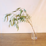 ［ドライフラワー］ユーカリ グレッグソニアーナ