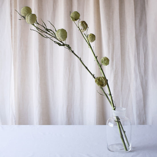 ［ドライフラワー］フウセントウワタ