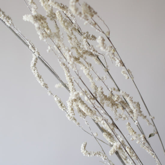 ［ドライフラワー］アマランサス イヤーミングデザート ホワイト