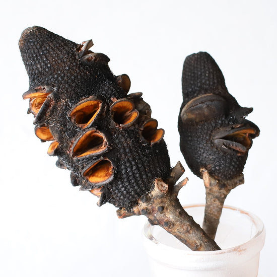 ［ドライフラワー］バンクシア プリオノート ブラックコーンズ