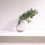 ［ドライフラワー］西洋ネズ