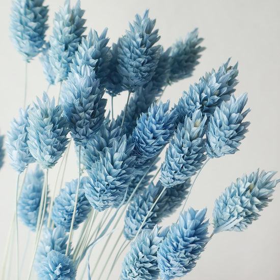 ［ドライフラワー］カナリーグラス ウォーターブルー