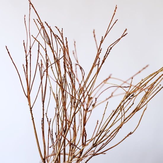 ［ドライフラワー］アセビの枝