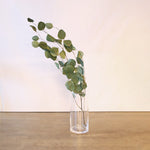 ［ドライフラワー］ユーカリ ポポラス