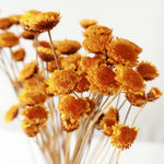 ［ドライフラワー］マーガレット