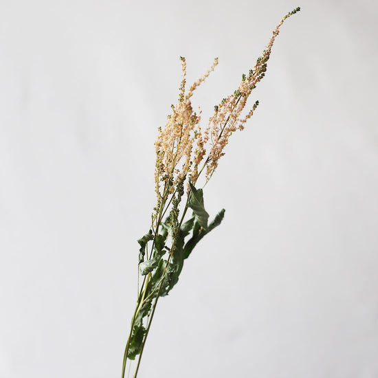 ［ドライフラワー］アスチルベ