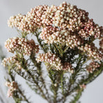 ［ドライフラワー］ライスフラワー