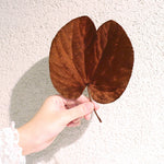 ［ドライフラワー］ベルベッドリーフ