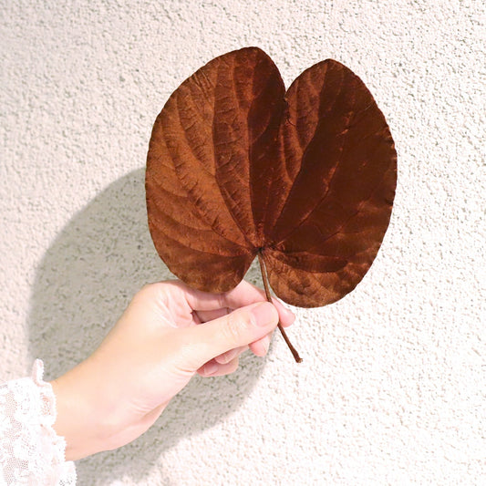 ［ドライフラワー］ベルベッドリーフ