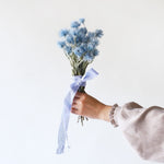 ［ドライフラワー］シルバーデージー