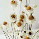 ［ドライフラワー］アンモビューム