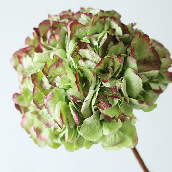 ［ドライフラワー］紫陽花 クラシックエメラルド