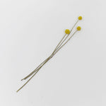 ［ドライフラワー］クラスペディア