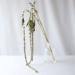 ［ドライフラワー］アマランサス グリーン