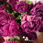 ［ドライフラワー］芍薬
