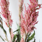 ［ドライフラワー］ケイトウ センチュリーピンク