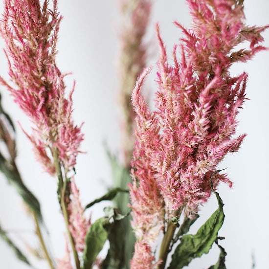 ［ドライフラワー］ケイトウ センチュリーピンク