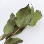 ［ドライフラワー］レモンリーフ