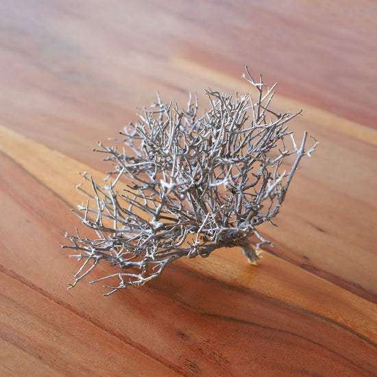 ［ドライフラワー］ドライツリー