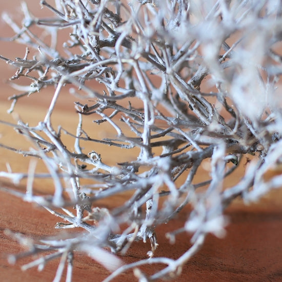 ［ドライフラワー］ドライツリー