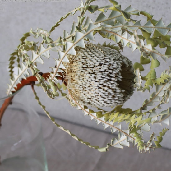 ［ドライフラワー］バンクシア スぺシオサ