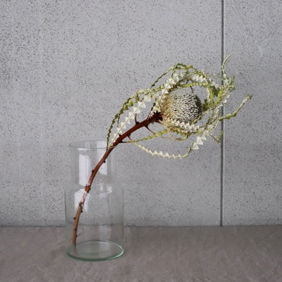 ［ドライフラワー］バンクシア スぺシオサ