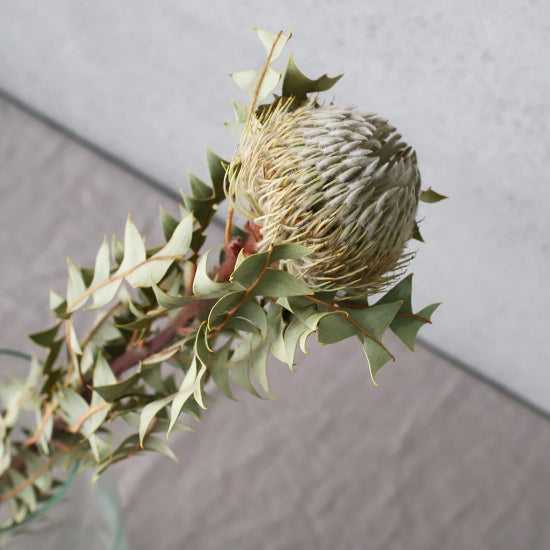 ［ドライフラワー］バンクシア バックステリー