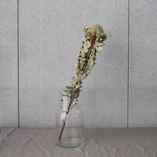 ［ドライフラワー］バンクシア バックステリー