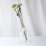 ［ドライフラワー］ケイトウ