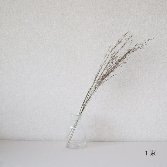 ［ドライフラワー］パニカム