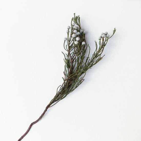 ［ドライフラワー］ブルニア スプレー