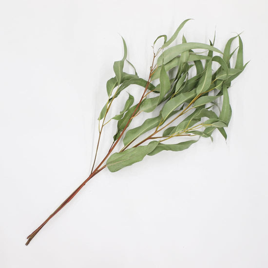 ※今季完売※［ドライフラワー］ユーカリ ジャイアンテウム