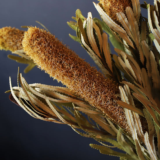 ［ドライフラワー］バンクシア アテニュアータ