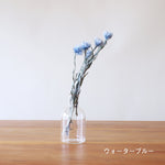 ［ドライフラワー］シルバーデージー