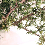 ［ドライフラワー］西洋ネズ