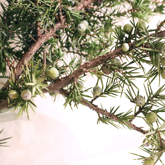 ［ドライフラワー］西洋ネズ