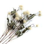 ［ドライフラワー］クレマチスシード キボ