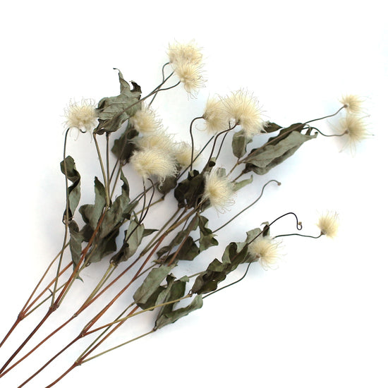 ［ドライフラワー］クレマチスシード キボ