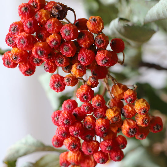 ［ドライフラワー］ナナカマド