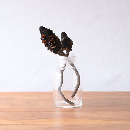 ［ドライフラワー］バンクシア プリオノート ブラックコーンズ