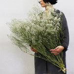 ［ドライフラワー］カスミソウ