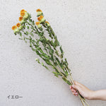 ［ドライフラワー］ベニバナ