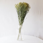 ［ドライフラワー］ソリダスター ゴールドエンジェル