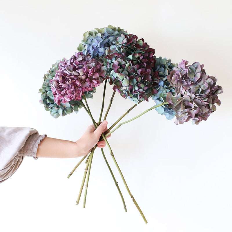 ひとつひとつ異なる、紫陽花の個性をお楽しみください