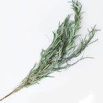 ［ドライフラワー］ユーカリ ニコリ