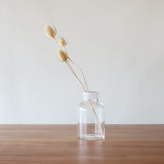 ※今季完売※［ドライフラワー］チーゼル ブリーチホワイト