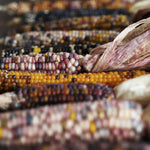 ［ドライフラワー］オーロラコーン 2本セット