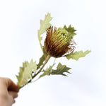 ［ドライフラワー］ドライアンドラ クエキフォリア