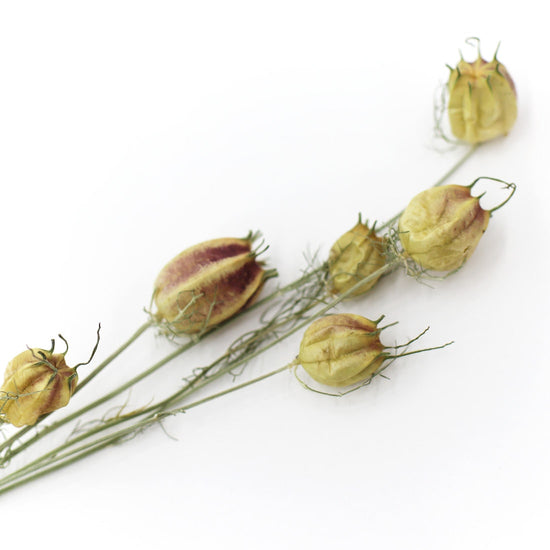 ［ドライフラワー］フーセンポピー