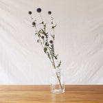 ［ドライフラワー］ルリ玉アザミ ベッチーズブルー